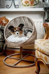 Lepus Galaxi Model Kedi Kedi ve Küçük Irk Köpek Yatağı Koyu Gri 60x47x53 Cm