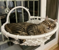 Lepus Gezegen Vantuzlu Cam Kedi ve Küçük Irk Köpek Beyaz 47x19 Cm